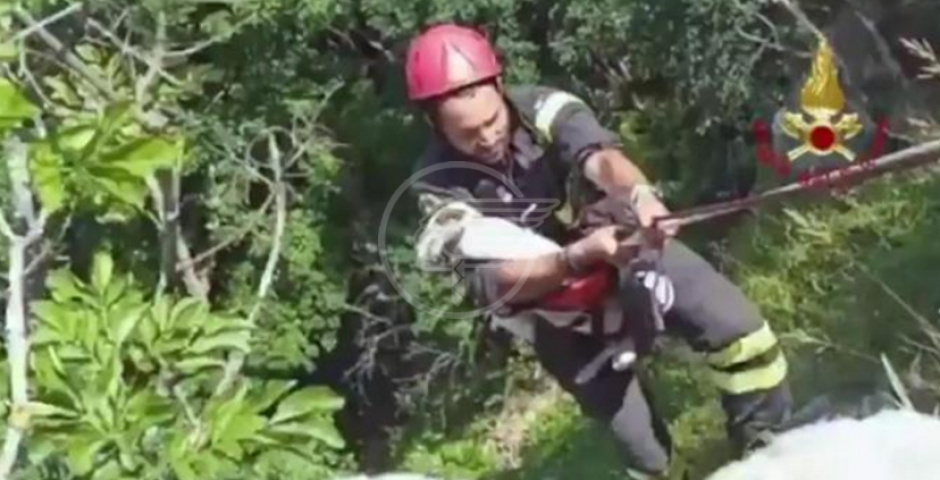 Levriero cade in un dirupo di 50 metri: salvo Levriero cade in un dirupo di 50 metri: salvo
