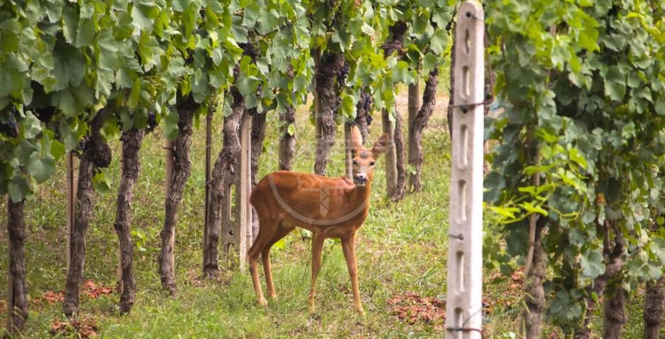Il Titano avrà finalmente una legge a protezione della fauna selvatica  Il Titano avrà finalmente una legge a protezione della fauna selvatica